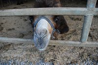 Bild: Circus Rolina gastiert in Nordhausen 
