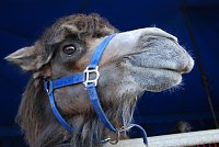 Bild: Circus Rolina gastiert in Nordhausen 