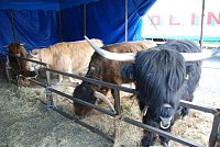Bild: Circus Rolina gastiert in Nordhausen 