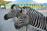 Bild: Circus Rolina gastiert in Nordhausen 