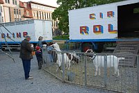 Bild: Circus Rolina gastiert in Nordhausen 