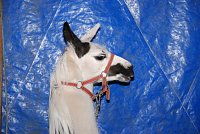 Bild: Circus Rolina gastiert in Nordhausen 