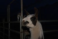 Bild: Circus Rolina gastiert in Nordhausen 