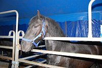 Bild: Circus Rolina gastiert in Nordhausen 
