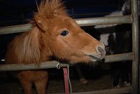 Bild: Circus Rolina gastiert in Nordhausen 
