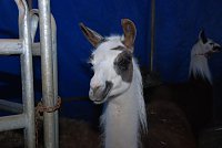 Bild: Circus Rolina gastiert in Nordhausen 