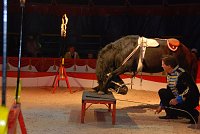 Bild: Circus Rolina gastiert in Nordhausen 