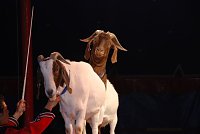 Bild: Circus Rolina gastiert in Nordhausen 