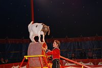 Bild: Circus Rolina gastiert in Nordhausen 