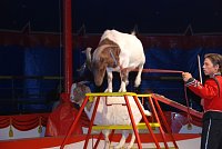 Bild: Circus Rolina gastiert in Nordhausen 