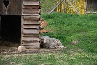 Bild: Tierheimfest  in Nordhausen