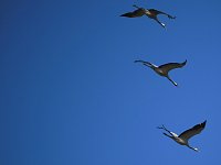 Bild: Die Flugschau ist er&ouml;ffnet