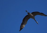 Bild: Die Flugschau ist er&ouml;ffnet