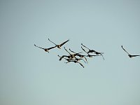 Bild: Die Flugschau ist er&ouml;ffnet