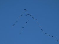 Bild: Die Flugschau ist er&ouml;ffnet