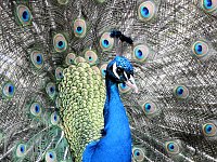 Bild: Fr&uuml;hlingserwachen in der Vogelwelt