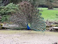 Bild: Fr&uuml;hlingserwachen in der Vogelwelt