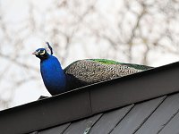Bild: Fr&uuml;hlingserwachen in der Vogelwelt