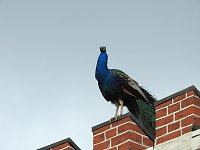 Bild: Fr&uuml;hlingserwachen in der Vogelwelt