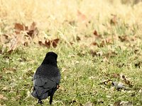 Bild: Fr&uuml;hlingserwachen in der Vogelwelt