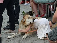 Bild: Fest der L&auml;mmerschw&auml;nze