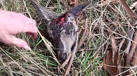 Bild: Grausame Jagd auf K&auml;ngurus