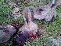 Bild: Grausame Jagd auf K&auml;ngurus