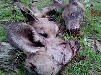 Bild: Grausame Jagd auf K&auml;ngurus