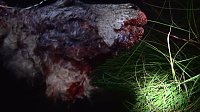 Bild: Grausame Jagd auf K&auml;ngurus