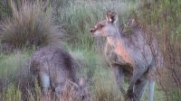 Bild: Grausame Jagd auf K&auml;ngurus