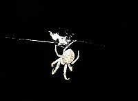 Bild: Spinnen im Mondschein am Goitzsche See