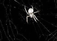 Bild: Spinnen im Mondschein am Goitzsche See