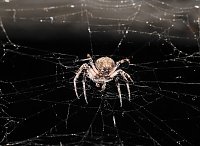 Bild: Spinnen im Mondschein am Goitzsche See