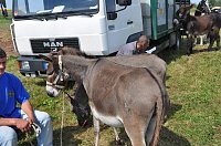 Bild: Kampf der Giganten Sundhausen