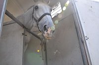 Bild: Kampf der Giganten Sundhausen