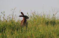 Bild: Ernte und Mahd bedeuten Gefahr f&uuml;r Wildtiere