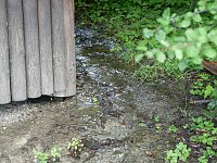Bild: Quellen sprudeln &uuml;ber im B&auml;renpark