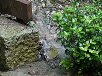 Bild: Quellen sprudeln &uuml;ber im B&auml;renpark