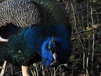 Bild: Peter Blei im B&auml;renpark Worbis