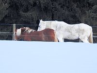 Bild: Der Harz taut...