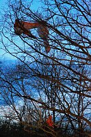 Gleitschirmflieger auf Baum Bild: Gleitschirmflieger auf Baum