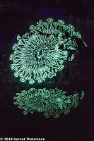 In einem ganz besonderen Licht Bild: In einem ganz besonderen Licht