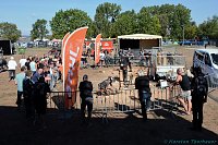 Bild: Emmenrausch am Stausee Kelbra