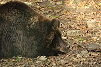 Bild: Heute im B&auml;renpark