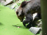 Spende für den Bärenpark Bild: Spende für den Bärenpark
