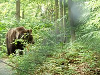 Bild: Ferienaktion Wolfsspur