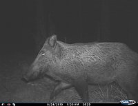 Bild: tiere
