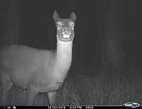 Bild: tiere