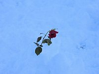Bild: Winterliche Harzimpressionen