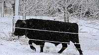 Bild: Winter unterm Kyffh&auml;user